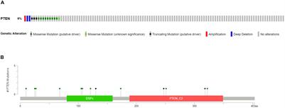 Phosphatase and Tensin Homolog Mutation in Immune Cell Infiltration and Clinicopathological Features of Low-Grade Gliomas